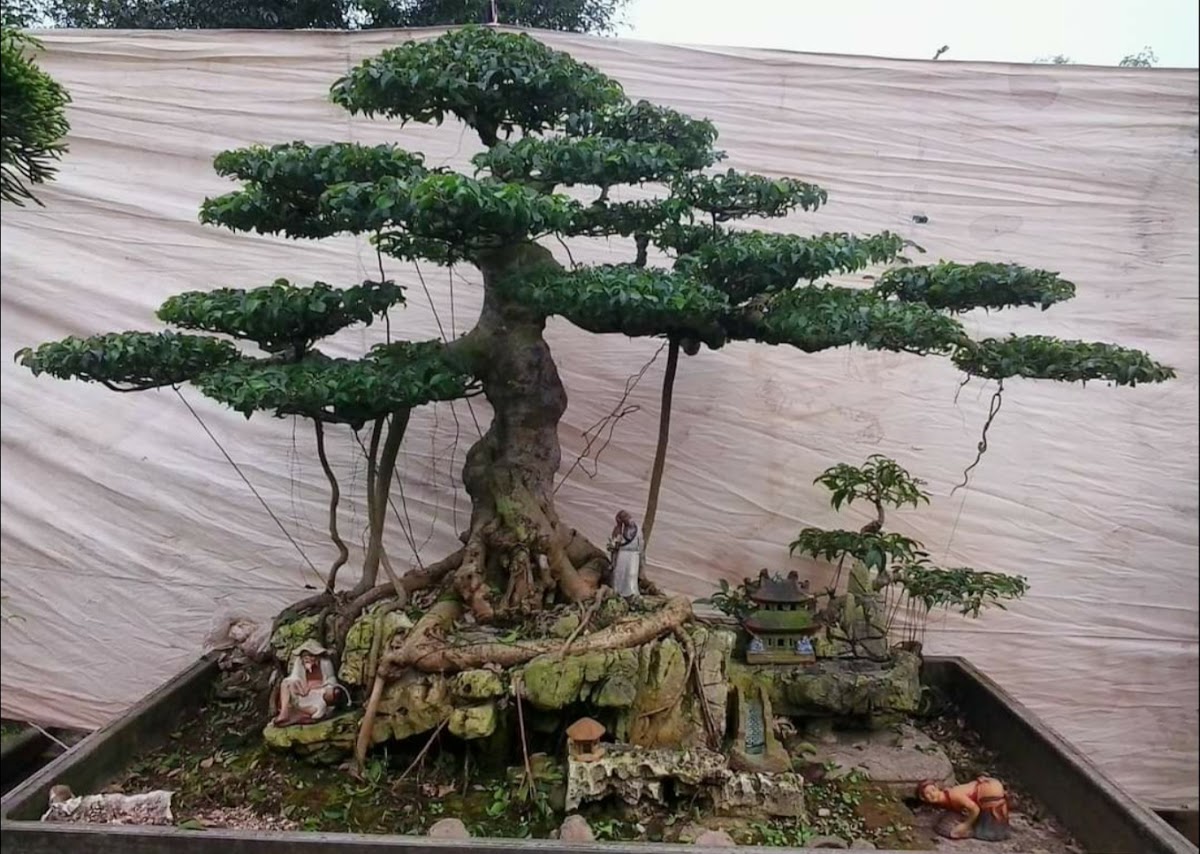 Trần Mong- Chuyên Chậu Cảnh, Bonsai