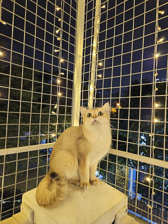 Chunpet