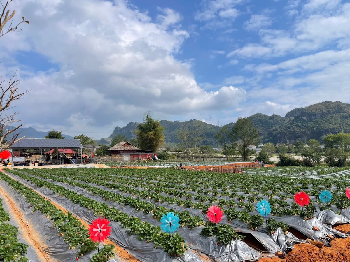 Vườn dâu bà liệp 🍓🍓🍓
