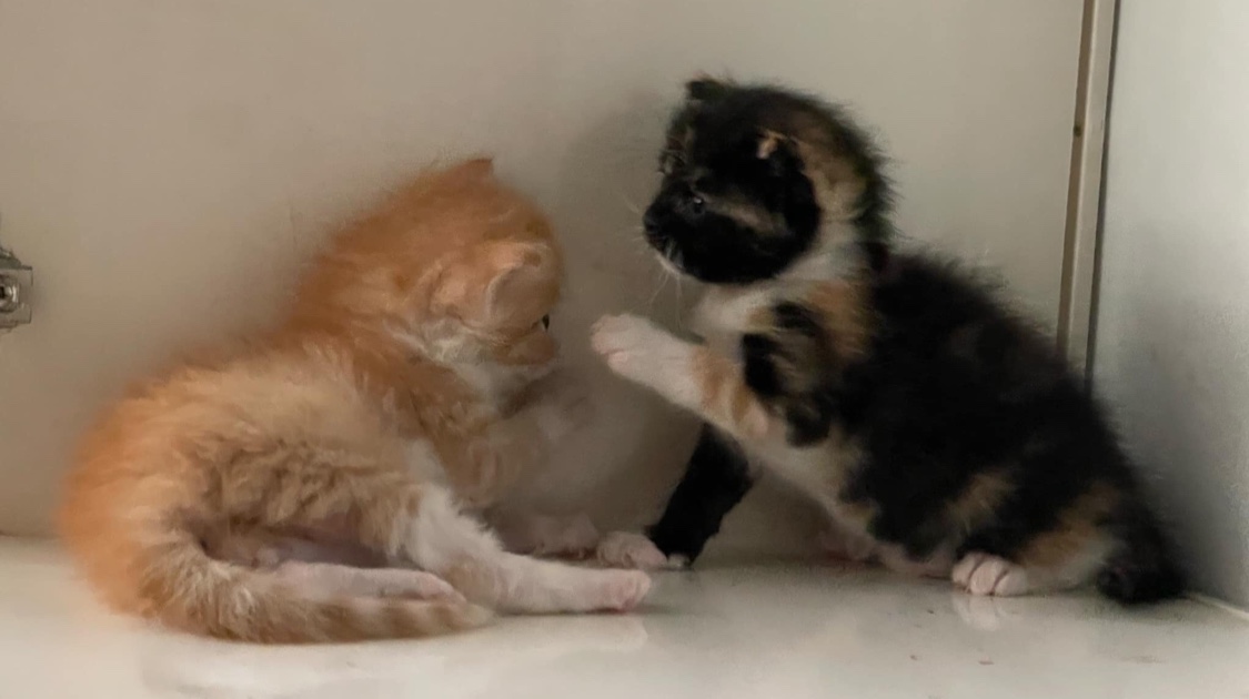 Phòng Khám Thú Y Dog Cat