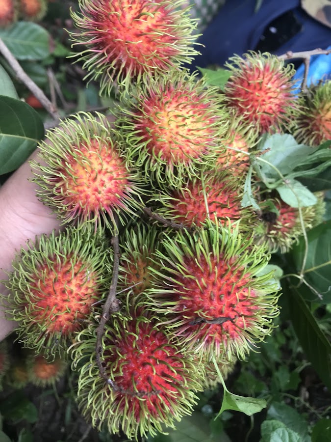 Bách Hoá Tự Chọn Thịnh Phát