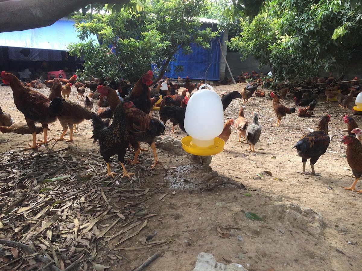 Gà Sạch Chí Linh Hải Dương