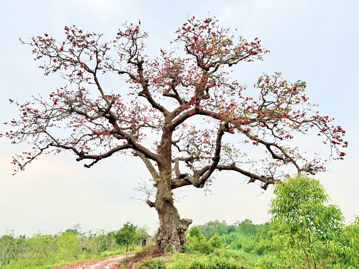 Cây gạo Tập Ninh