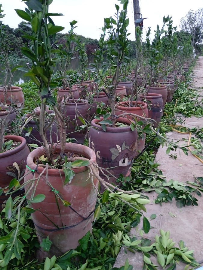 Nhà vườn Nguyễn Thanh