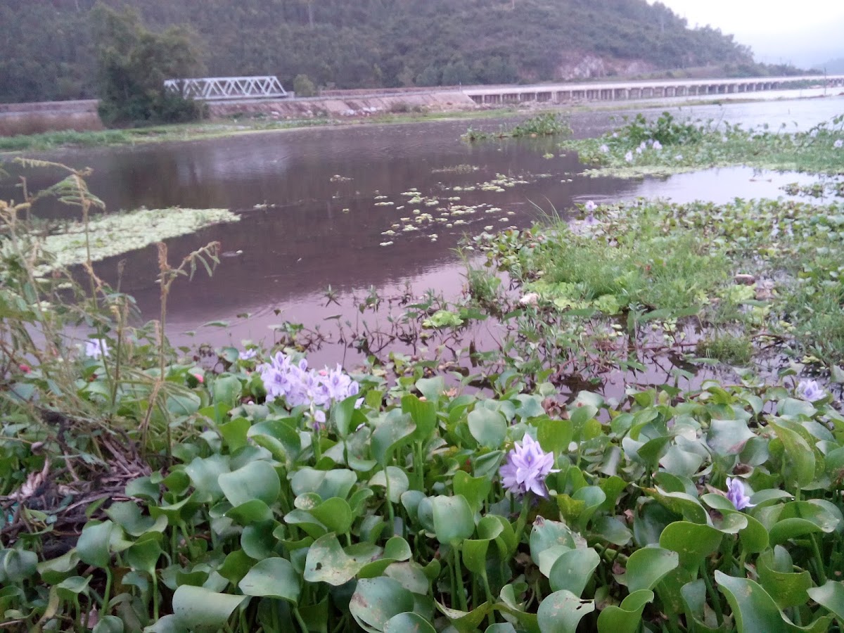 Nhà nghỉ Cây Phượng