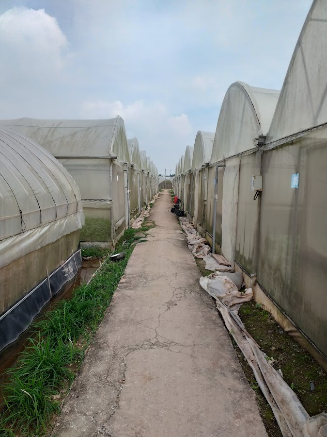Rau sạch Cuối Quý