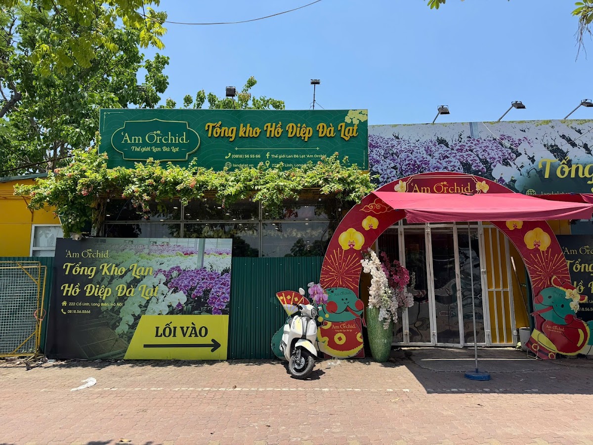 TỔNG KHO LAN ĐÀ LẠT ‘AM ORCHID