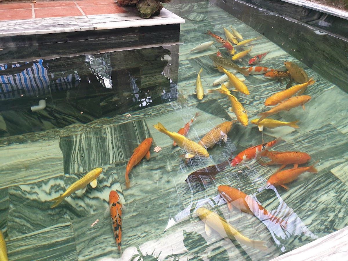 Cà Phê Hoa Sứ
