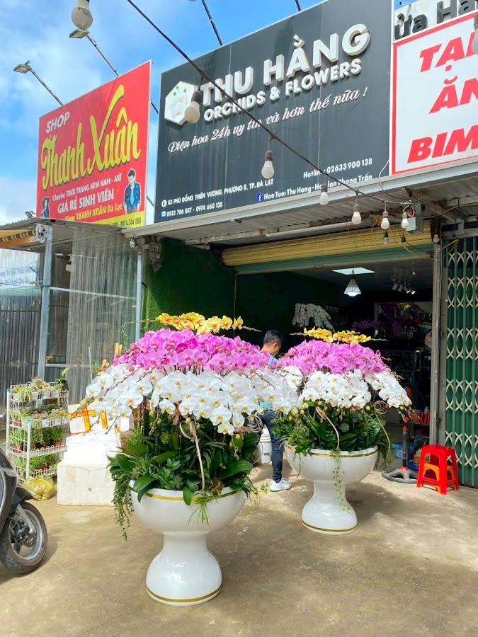 Shop Lan Hồ Điệp Đà Lạt