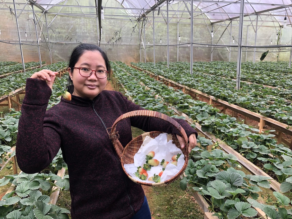 Vườn dâu Quỳnh Hương