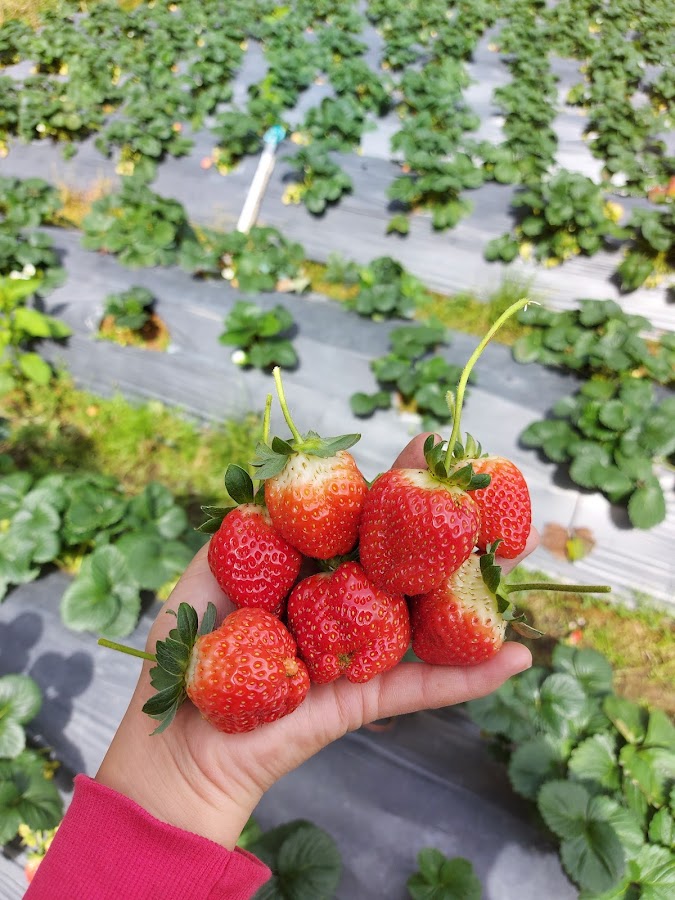 Vườn dâu An An Farm Dalat