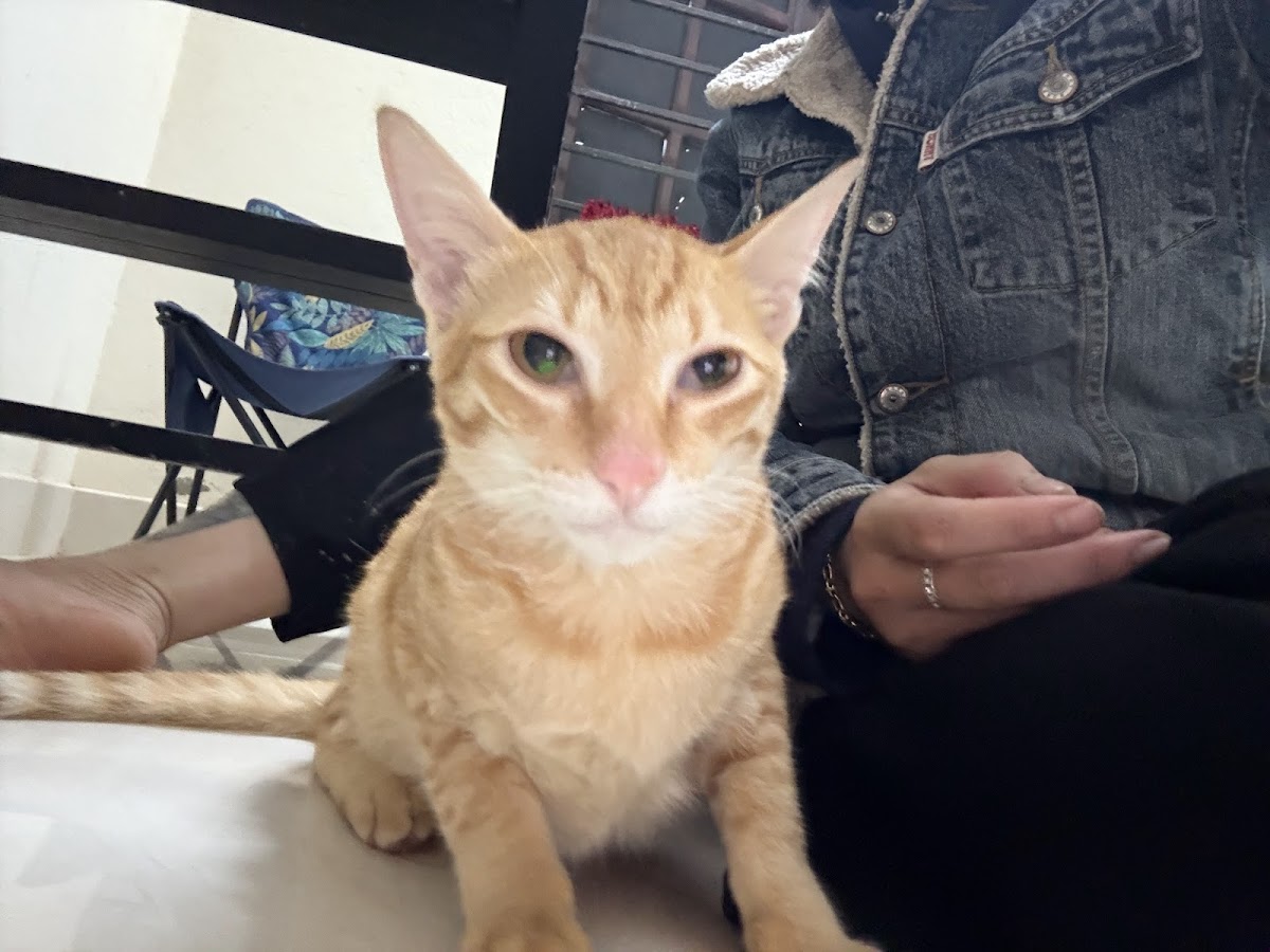 Phòng Khám Thú Y Paws Hội An