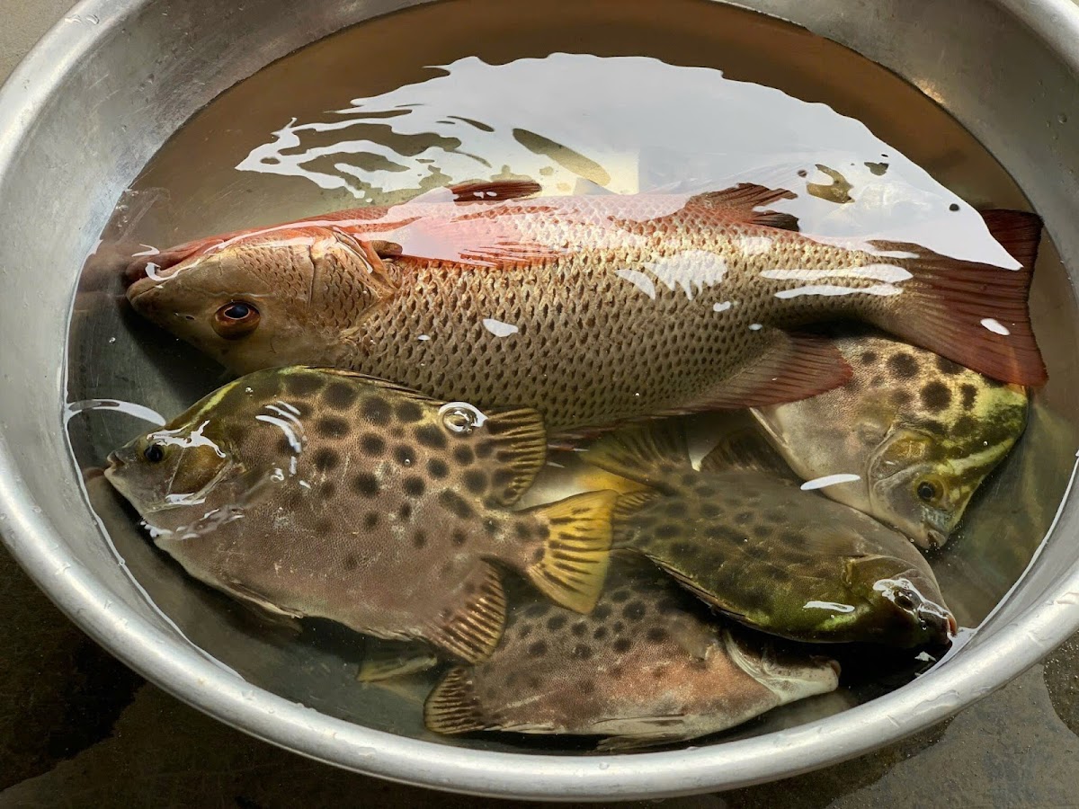 Nhà Hạnh Ân