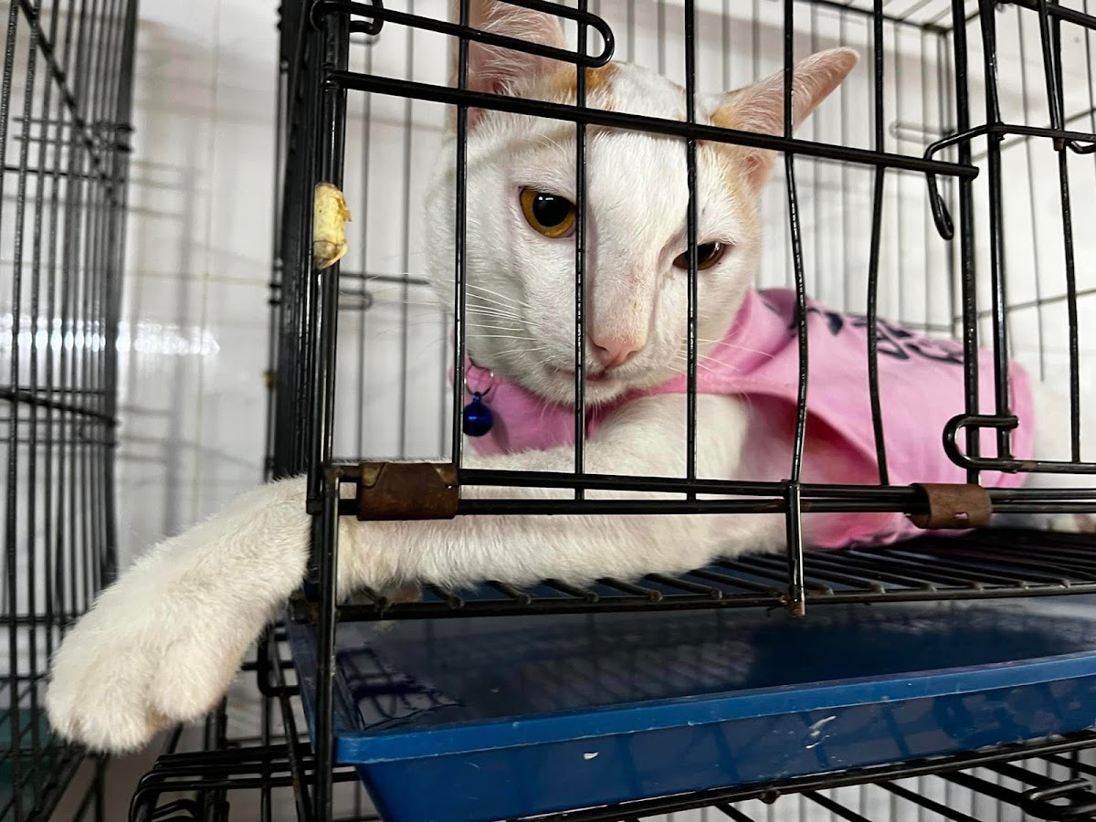 PET WORLD CN1 - THÚ Y THỦ ĐỨC