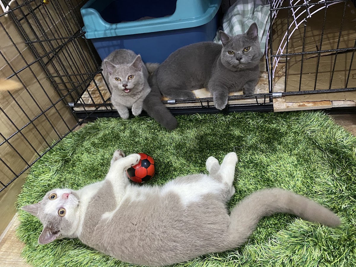 Buu Pet House- Phụ kiện thú cưng Mèo online kho Đồng Nai