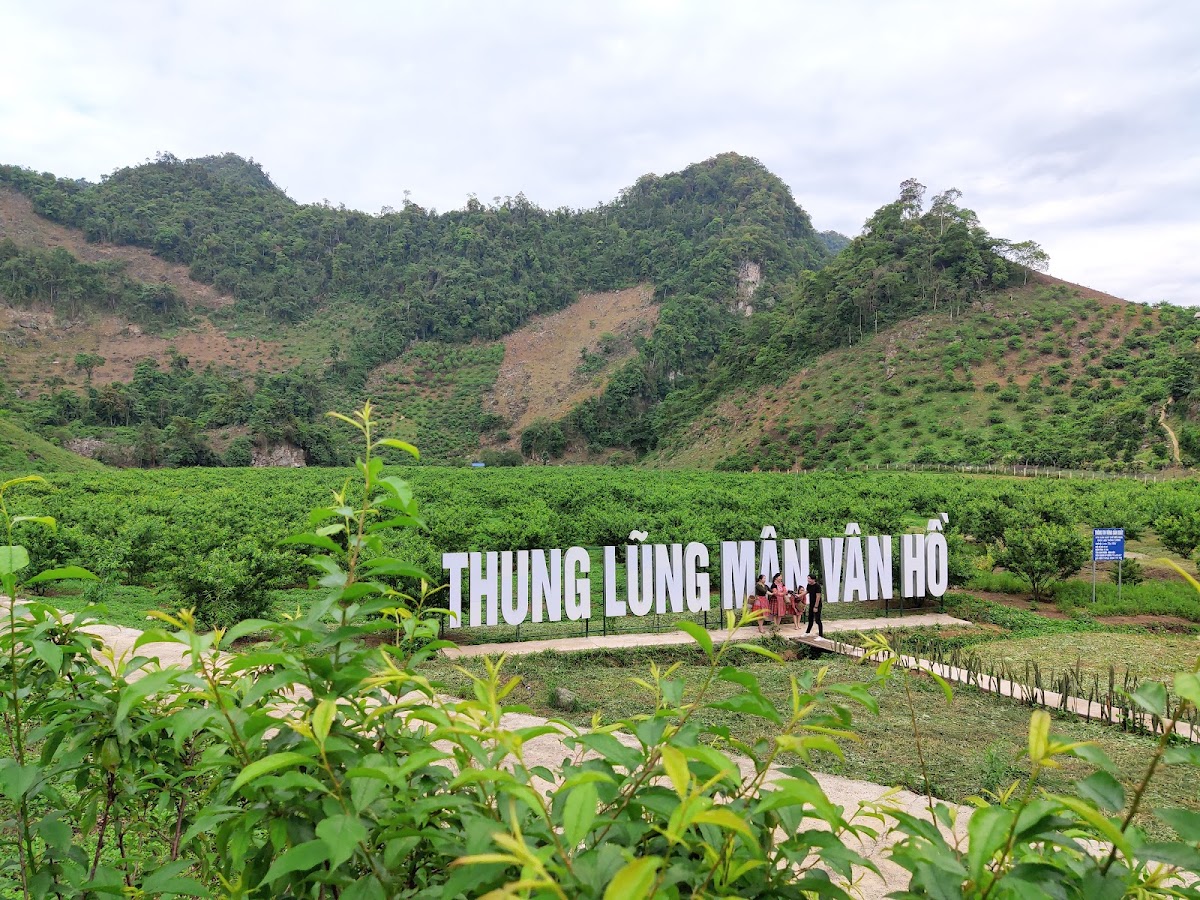 Thung Lũng Mận Vân Hồ - Thông Cuông
