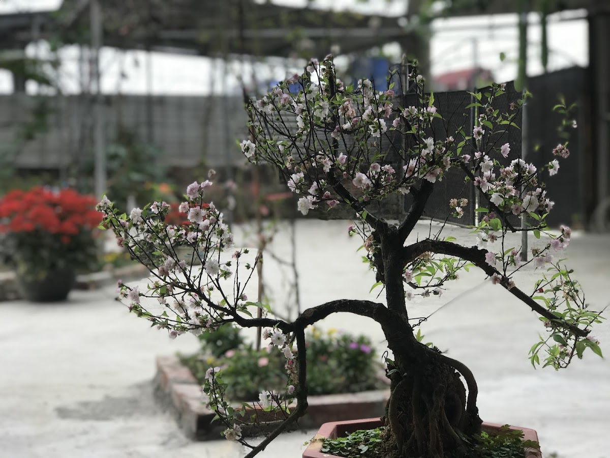 Kiwi Homestay