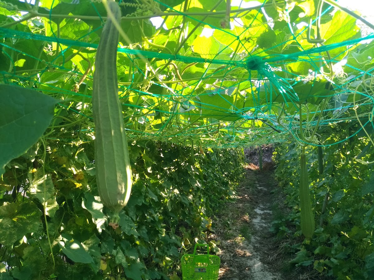 Vườn Mướp Khía sạch