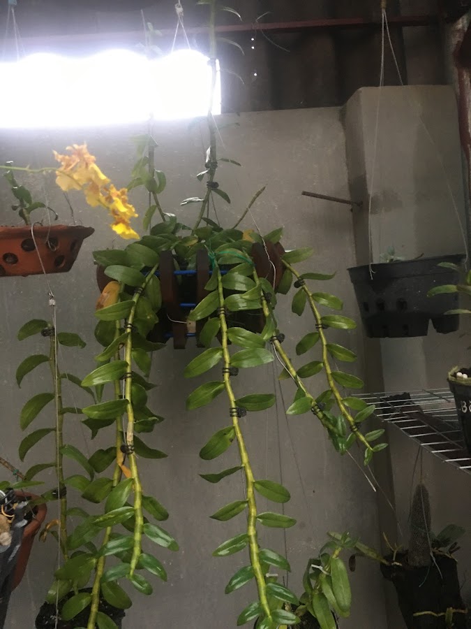 Tạp Hoá Long Yến