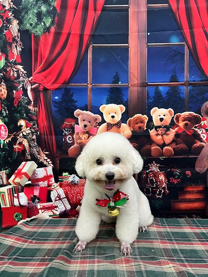 Cỏ Pet House Luxury