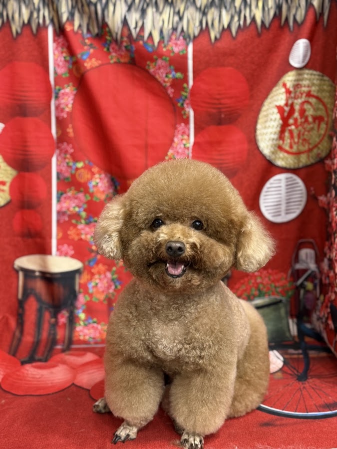 HOÀNG CHIẾN PET SHOP