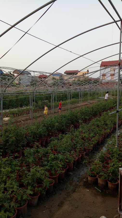 Đại Lý Hoa Tươi Long Doanh
