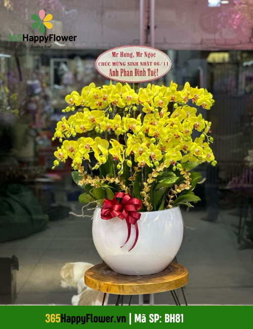 365HappyFlower - Shop Hoa Lan Hồ Điệp Vũng Tàu
