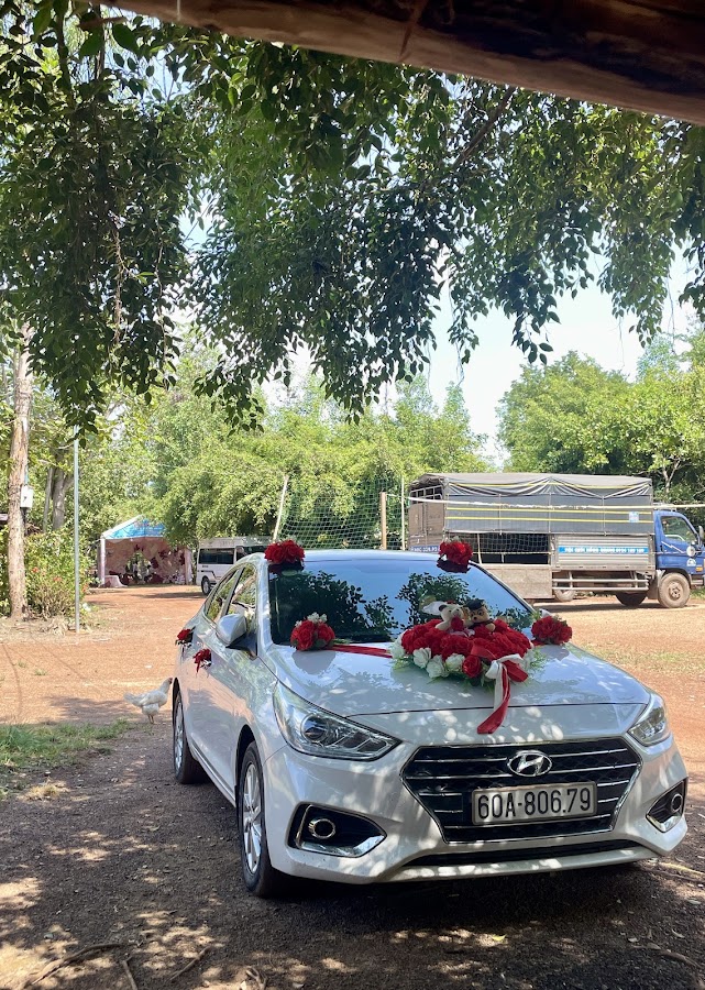 DVDL Tuấn Trần