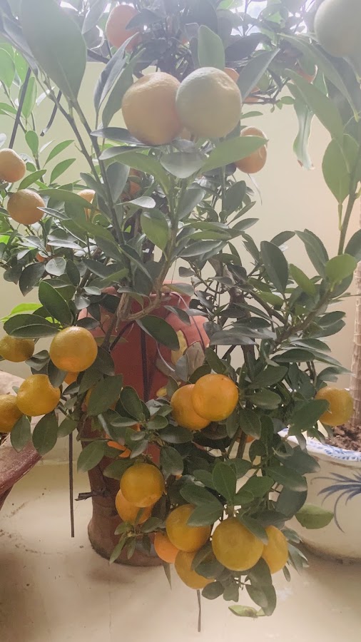Canh cá hương mười