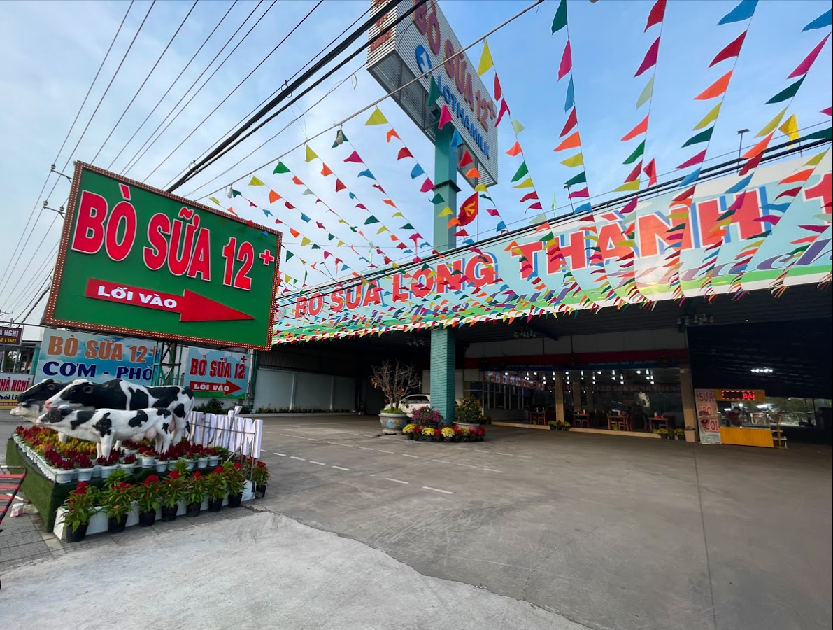 Bò sữa 12+