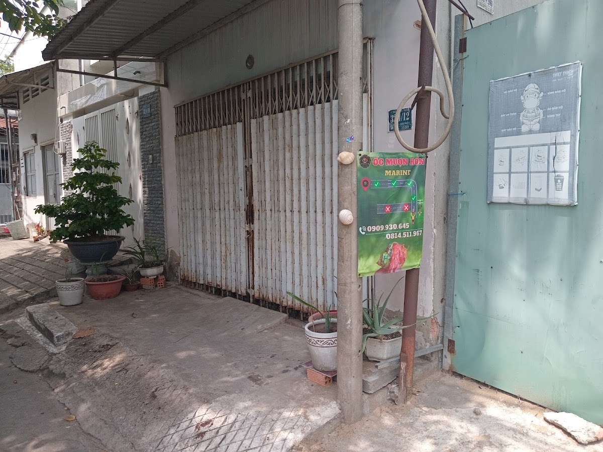 Ốc Mượn Hồn Marine