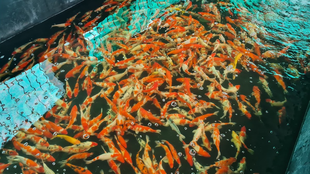 Trại Cá Cảnh Bán Buôn