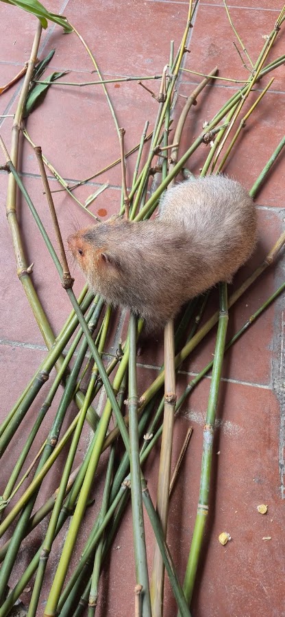 Rượu Gạo Danh Khải