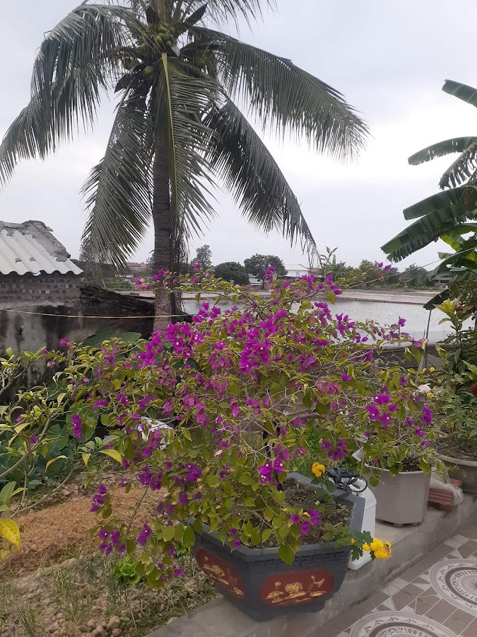 Tạp Hóa Lam Hồng