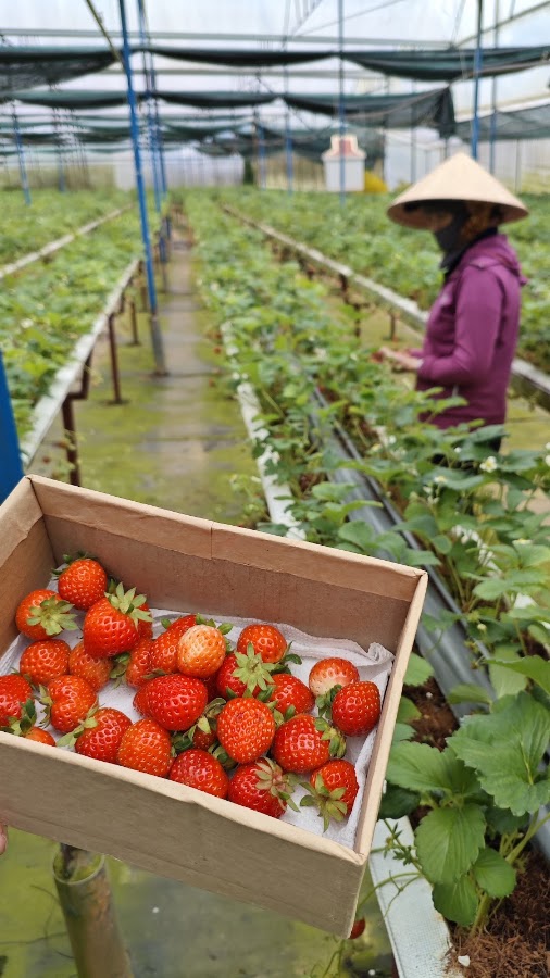 HanaFarm Strawberry - Dâu Tây Công Nghệ Cao