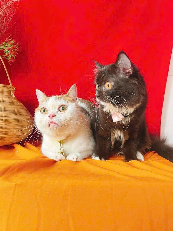 Alola Pet Care - Grooming & Vaccine Gò Vấp