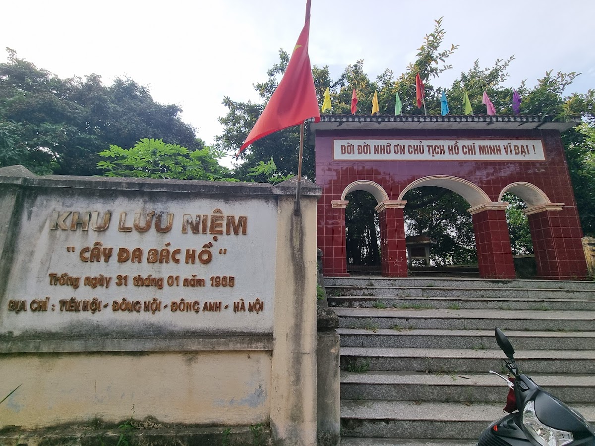 Cây đa Bác Hồ