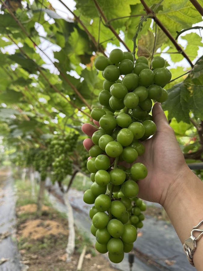 HTX DỊCH VỤ PHÁT TRIỂN NÔNG NGHIỆP 19/5