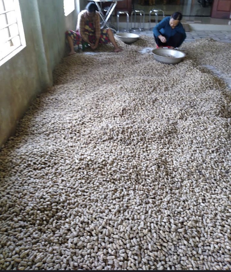 Đại lý nhân hà( đậu giống, sạc , ép dầu siêu sạch)