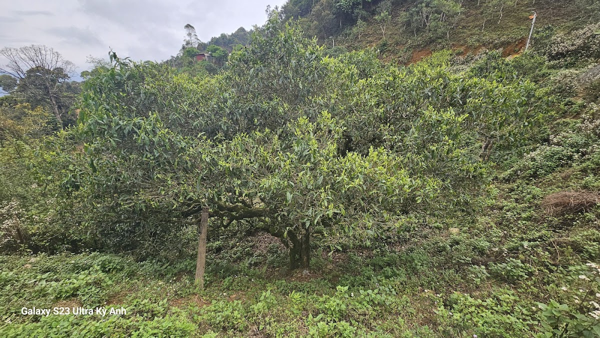 Bản Bẹ