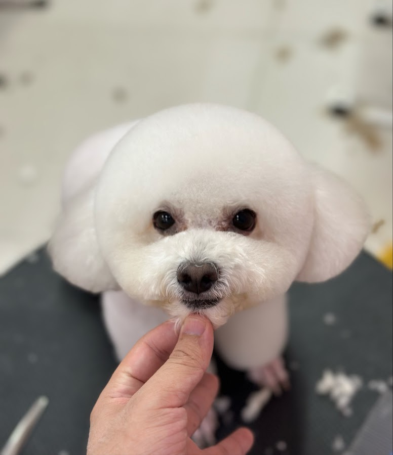 Gấu Spa Thú Cưng- Spa Chó Mèo Đà Lạt Pet Shop