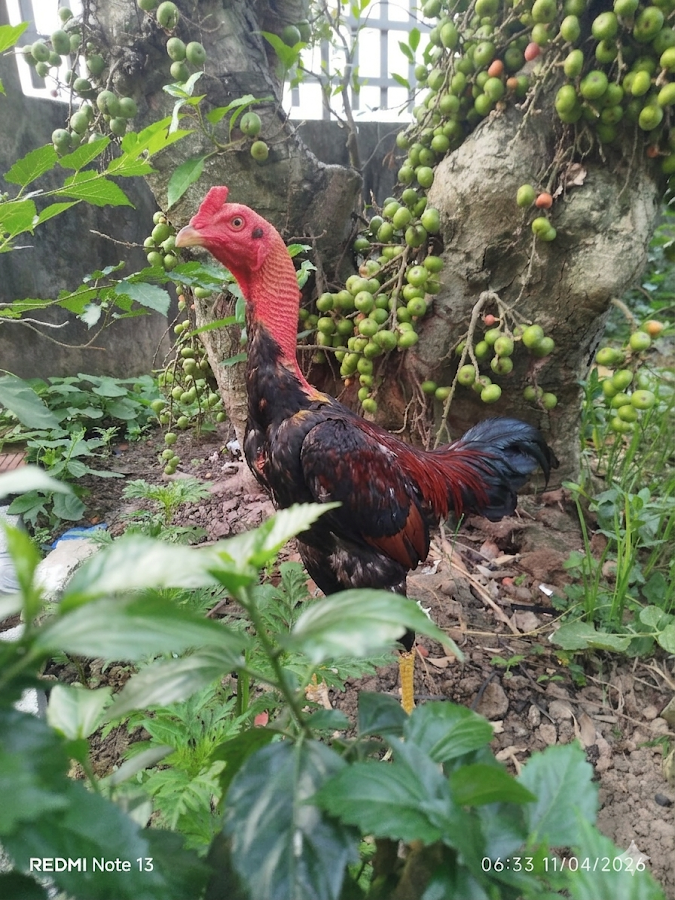 Tuyền Tây