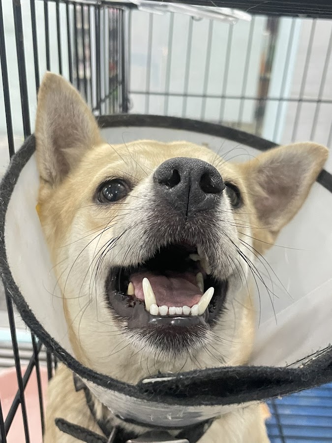 Phòng khám thú y Su Pet 2