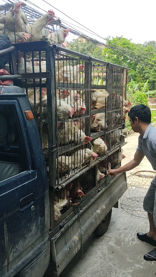 Mật ong rừng nguyên tổ Đức Nguyễn