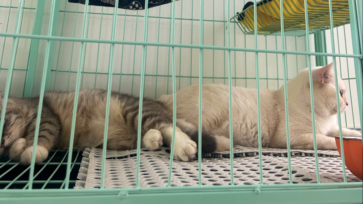 Nhà Mèo Sú Mì - Dịch vụ trông giữ mèo