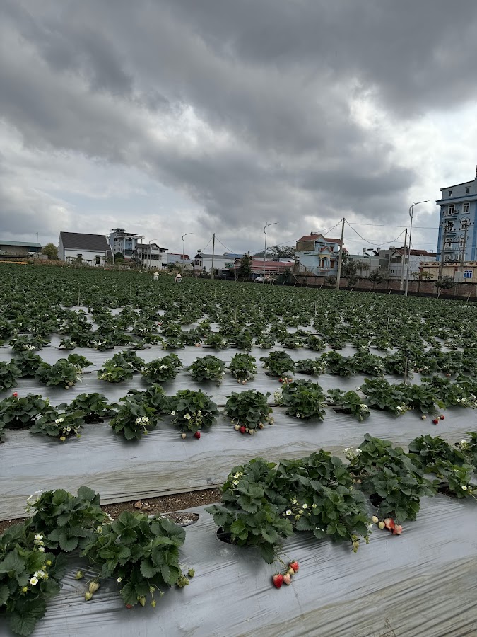 vườn dâu tây HAPPY FARM
