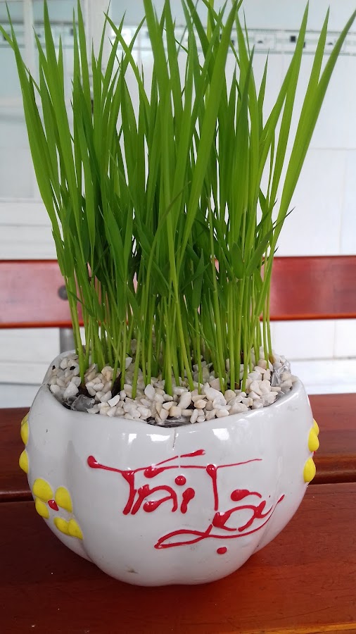 THT HỒNG GIA