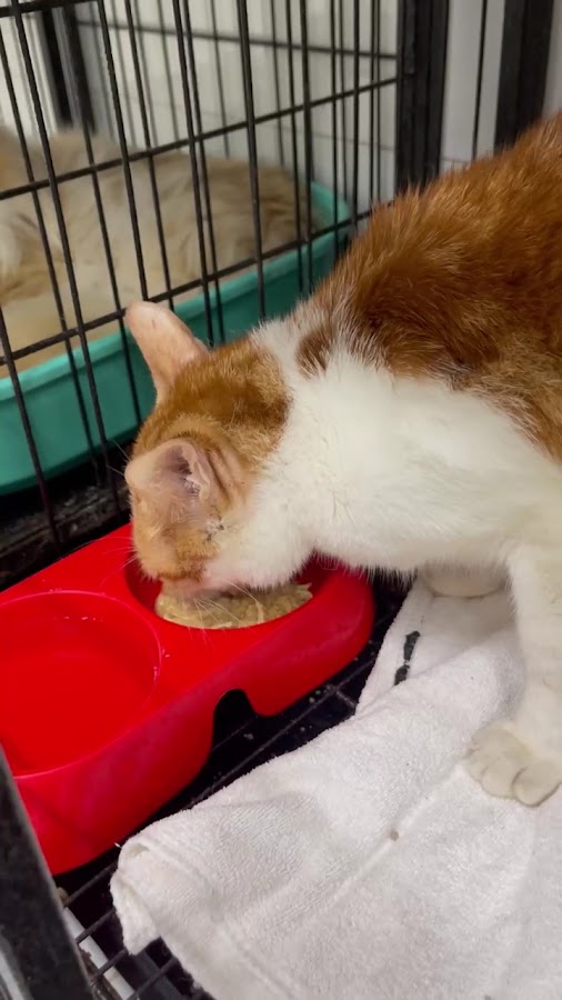 Phòng Khám Thú Y AT Pet Care Thủ Dầu Một