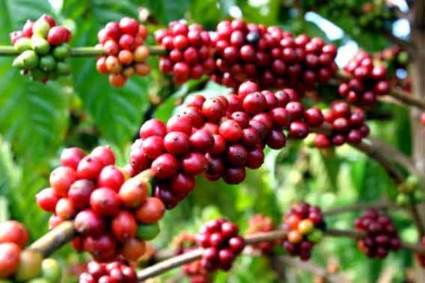 Coffee Bạn & tôi