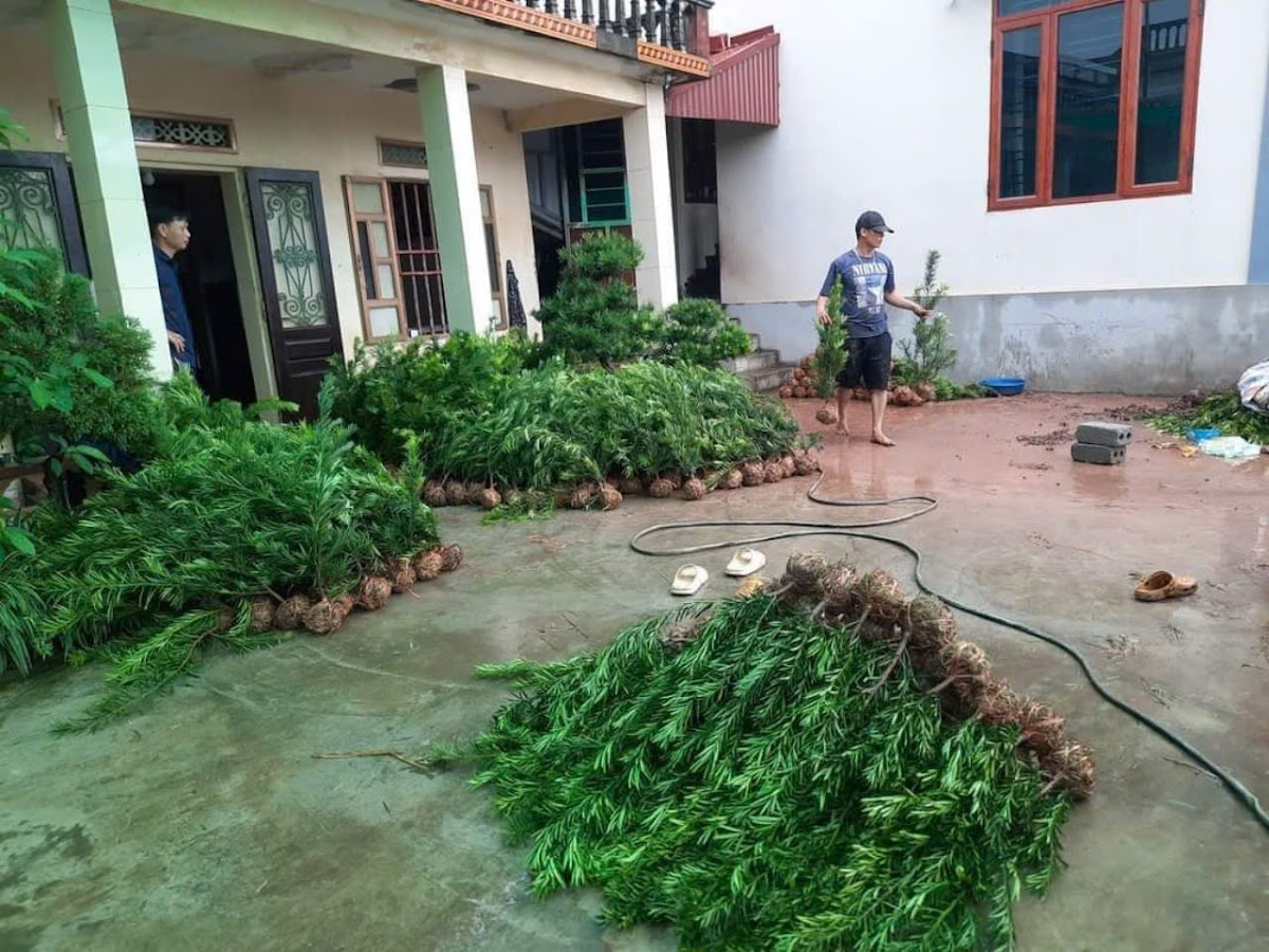 Nhà Vườn Cây Cảnh Thủy Vụ